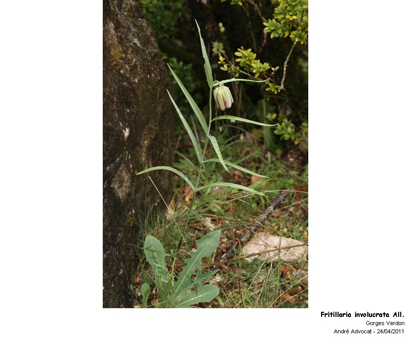 Fritillaria involucrata All. #27735
