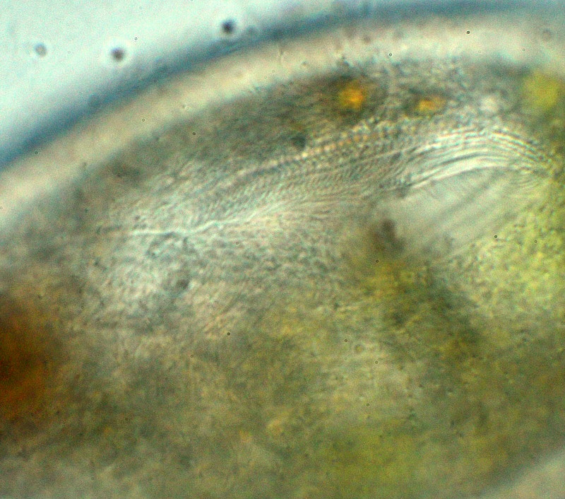 Frontonia atra #37900