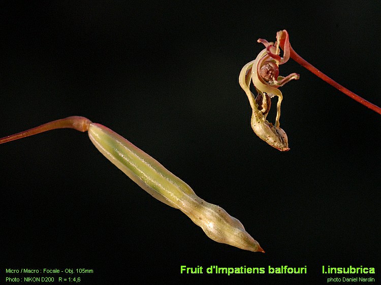 Fruit d Impatiens balfouri: dispersion des graines au choc #5648