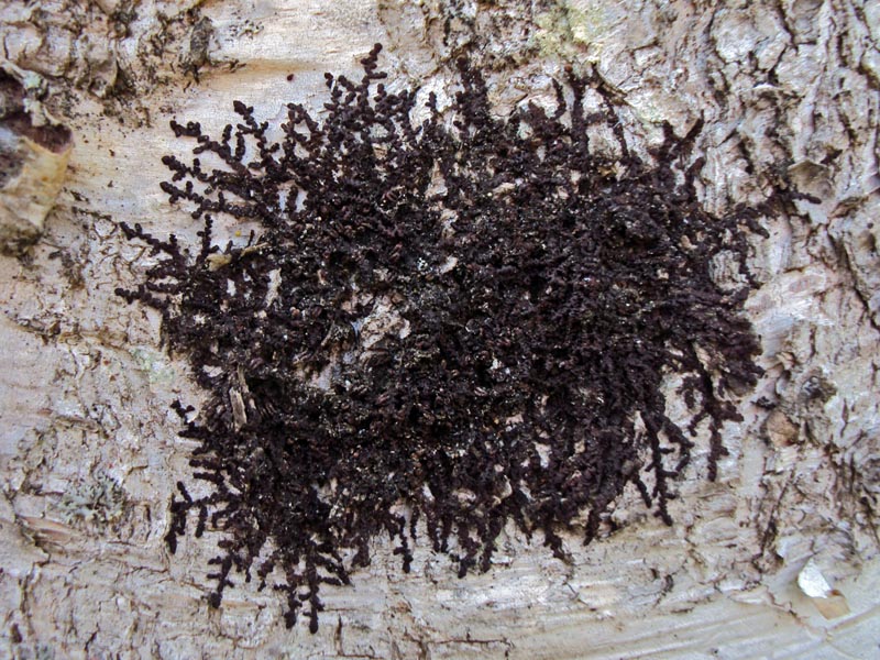 Frullania dilatata #31069