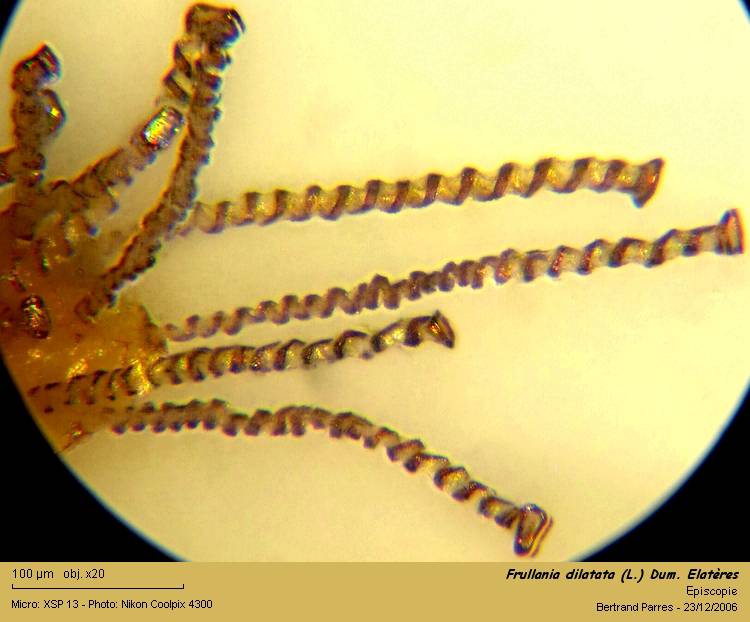 Frullania dilatata (L.) Dum. #1379