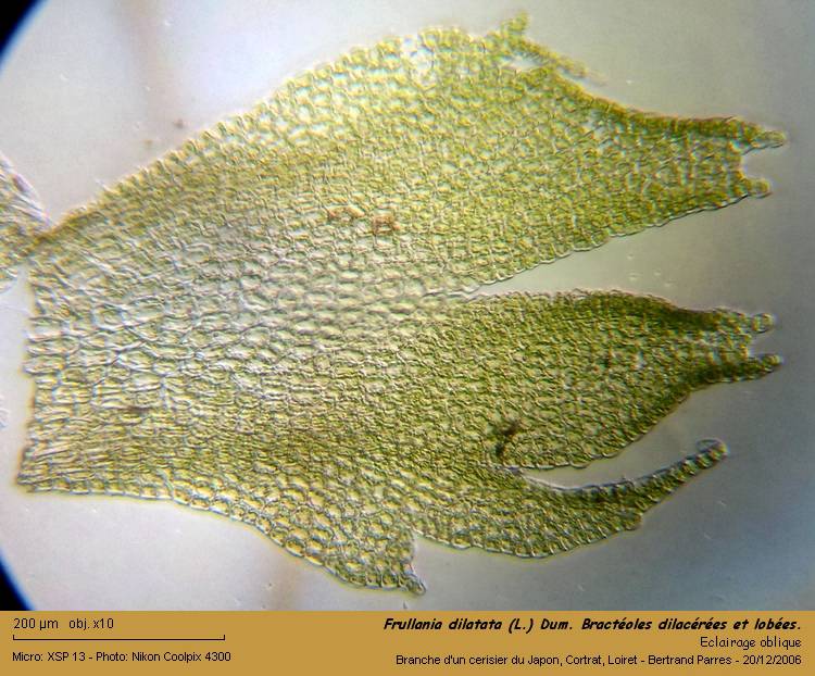 Frullania dilatata (L.) Dum. #1373