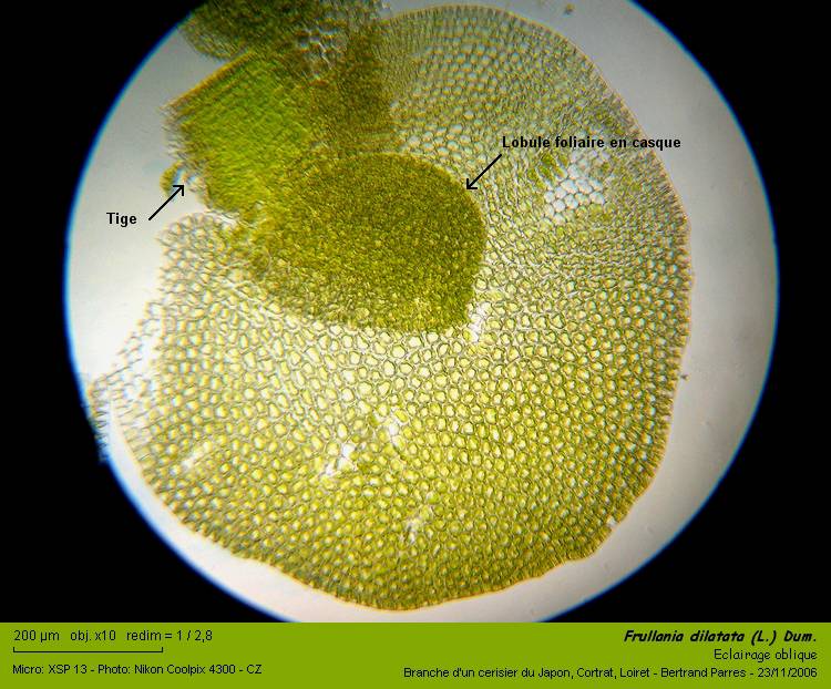 Frullania dilatata (L.) Dum. #1362