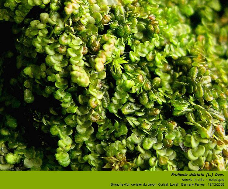 Frullania dilatata (L.) Dum. #1357