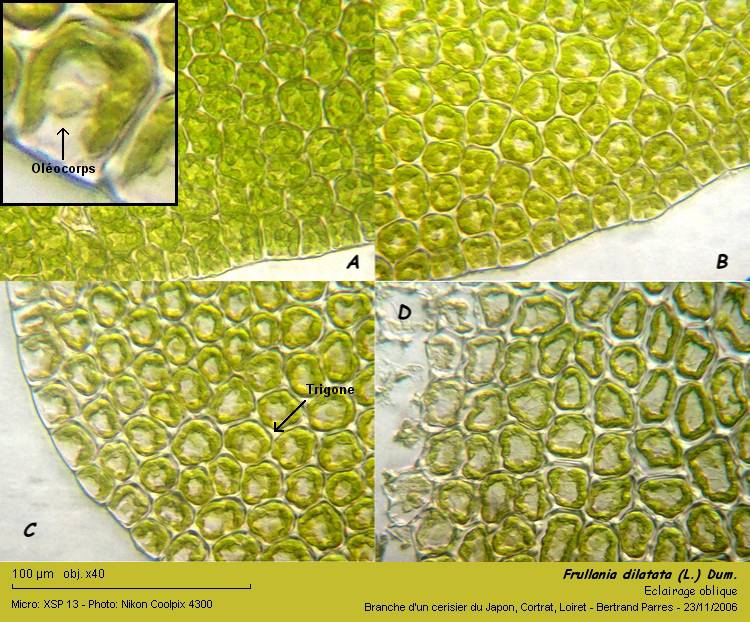 Frullania dilatata (L.) Dum. #1364