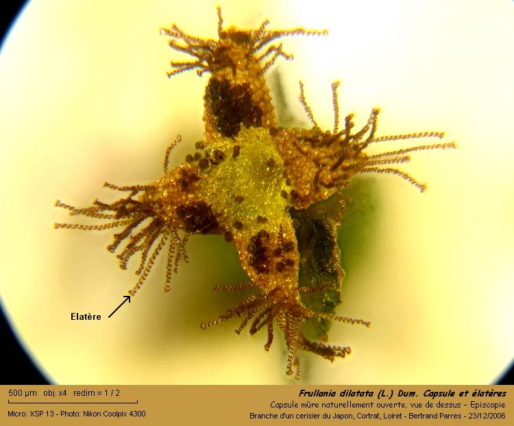 Frullania dilatata (L.) Dum. #1378