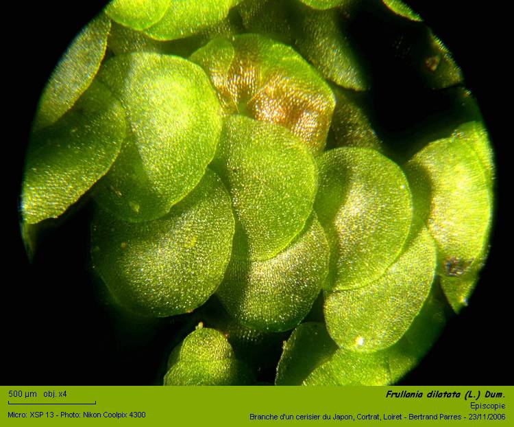 Frullania dilatata (L.) Dum. #1358