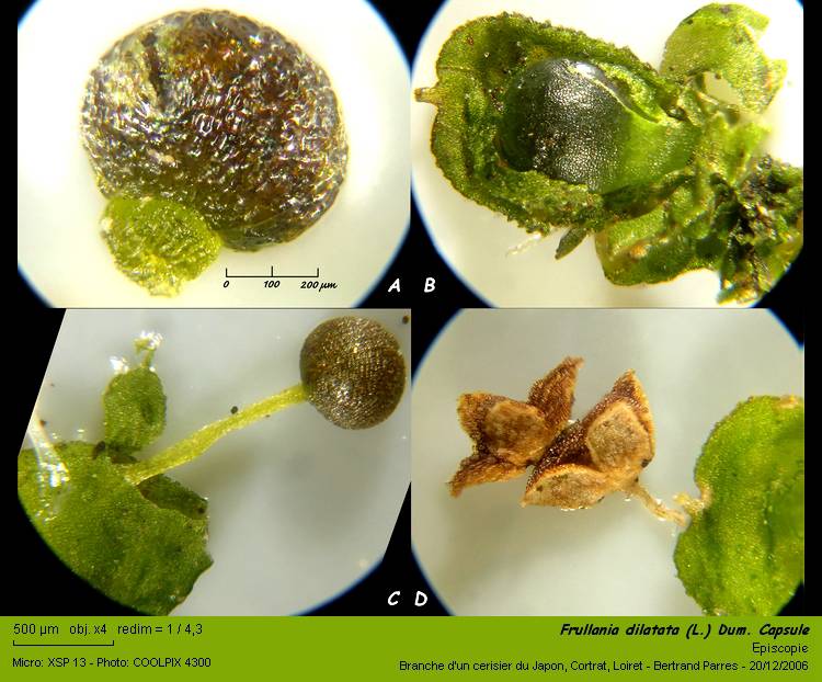 Frullania dilatata (L.) Dum. #1375