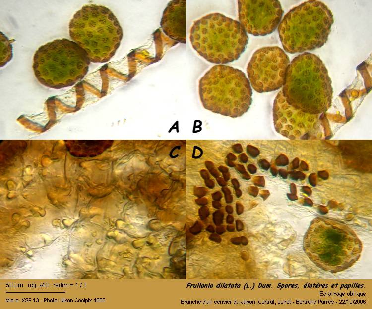 Frullania dilatata (L.) Dum. #1382