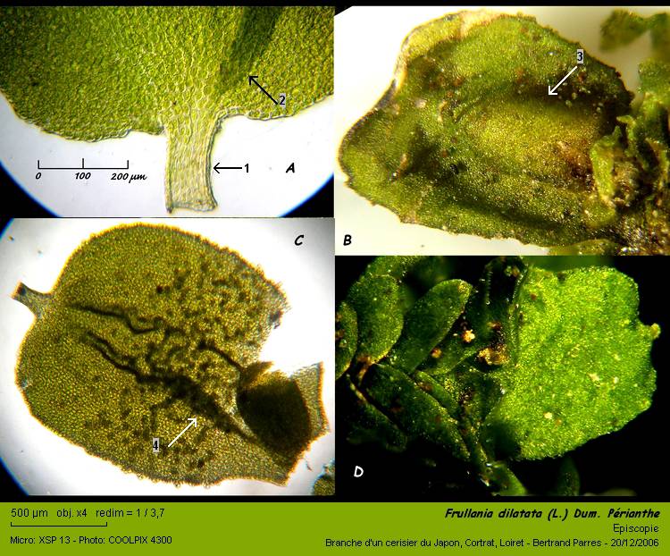 Frullania dilatata (L.) Dum. #1369