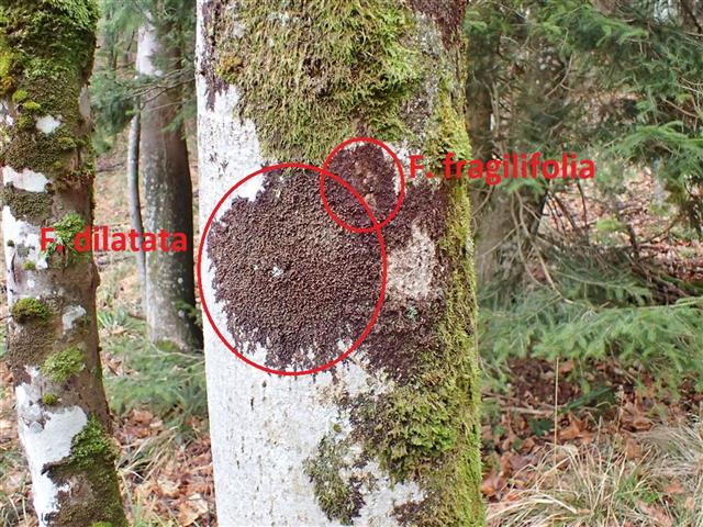 Frullania fragilifolia (Taylor) Gottsche, Lindenb. & Nees #65244