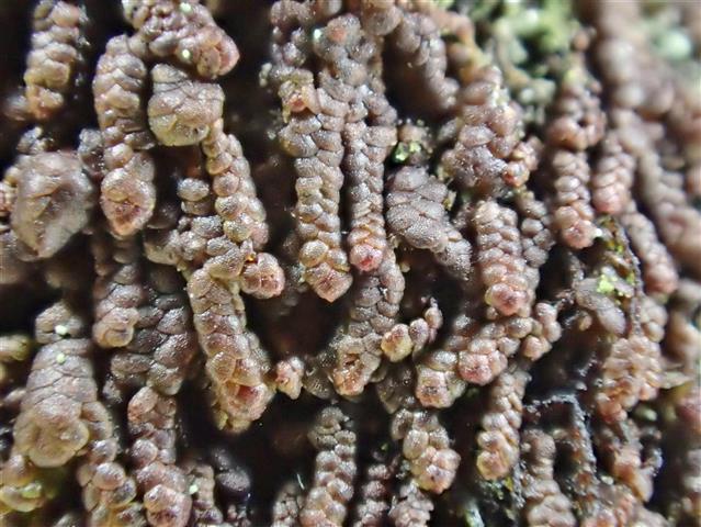 Frullania fragilifolia (Taylor) Gottsche, Lindenb. & Nees #65245