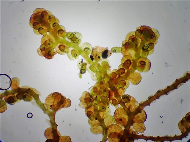 Frullania fragilifolia (Taylor) Gottsche, Lindenb. & Nees #65246