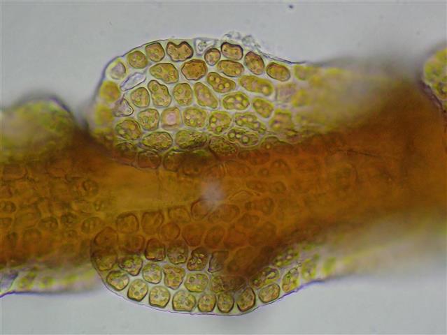 Frullania fragilifolia (Taylor) Gottsche, Lindenb. & Nees #65251