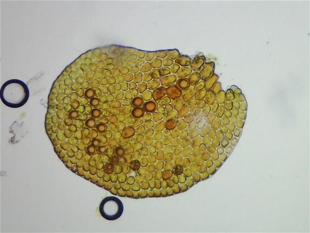 Frullania fragilifolia (Taylor) Gottsche, Lindenb. & Nees #65249