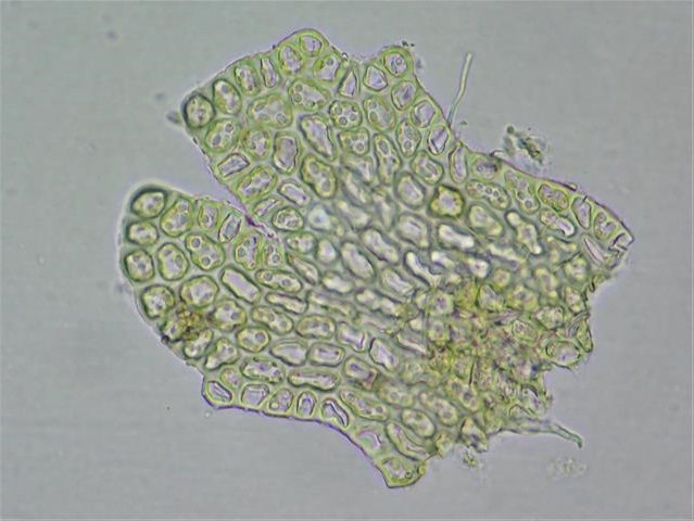 Frullania fragilifolia (Taylor) Gottsche, Lindenb. & Nees #65252