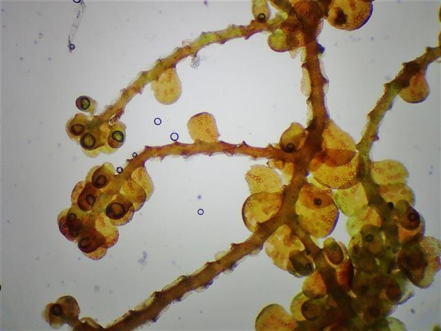 Frullania fragilifolia (Taylor) Gottsche, Lindenb. & Nees #65247