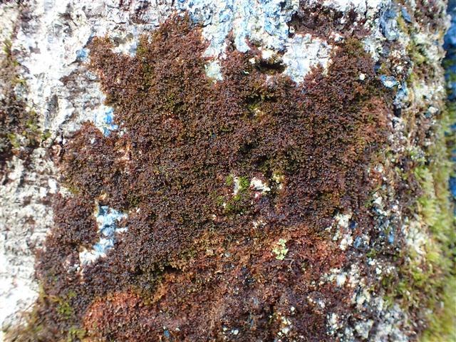 Frullania fragilifolia (Taylor) Gottsche, Lindenb. & Nees #65243