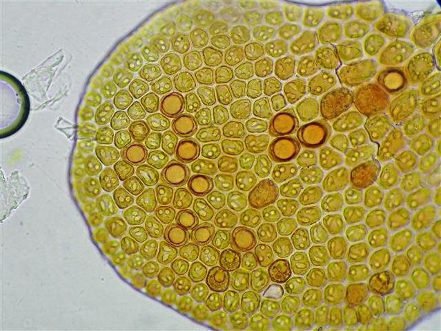 Frullania fragilifolia (Taylor) Gottsche, Lindenb. & Nees #65250
