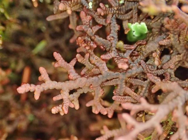 Frullania tamarisci (L.) Dumort. #62033