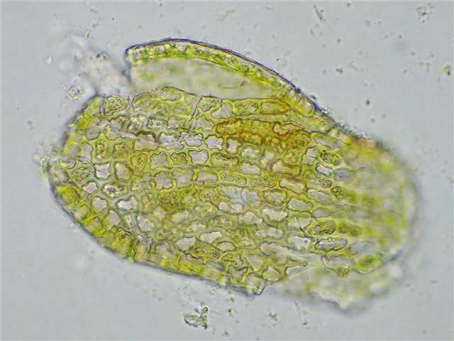 Frullania tamarisci (L.) Dumort. #62041