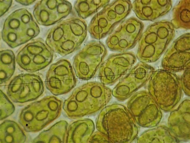 Frullania tamarisci (L.) Dumort. #62040