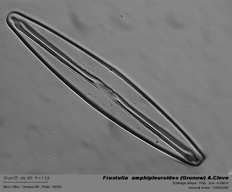 Frustulia  amphipleuroïdes (Grunow) A.Cleve #3351