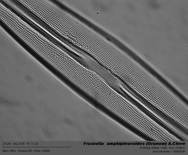 Frustulia  amphipleuroïdes (Grunow) A.Cleve #3353
