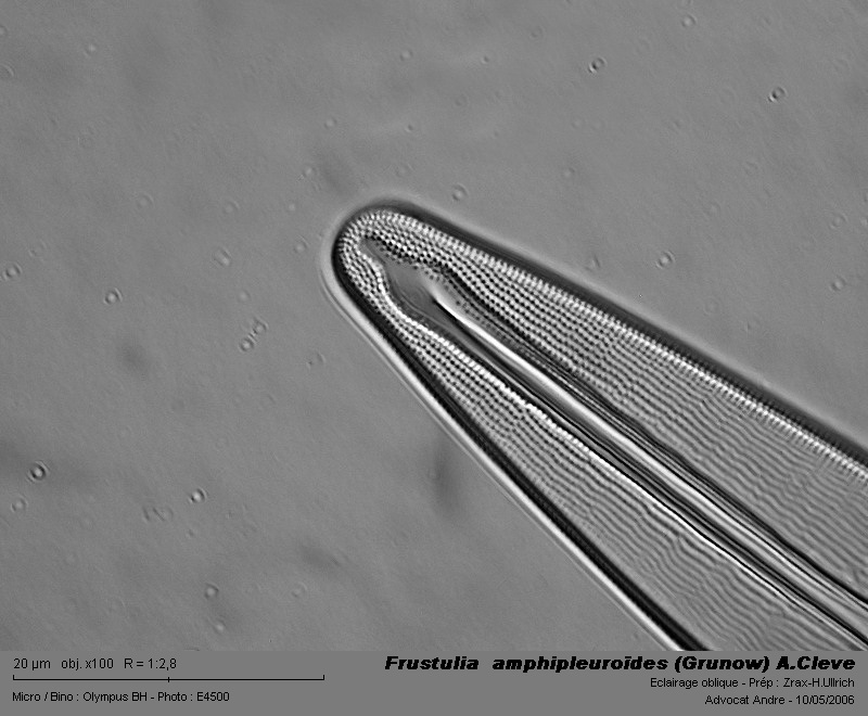Frustulia  amphipleuroïdes (Grunow) A.Cleve #3352