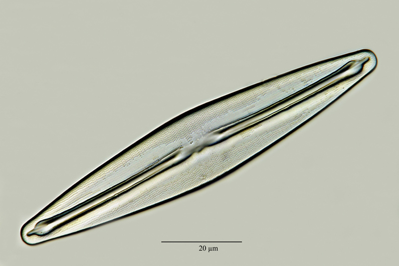Frustulia amphipleuroïdes (Grunow) A. Cleve #20798