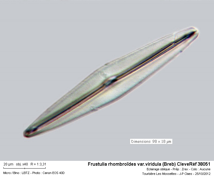 Frustulia rhomboïdes var.viridula (Breb) Cleve #29167
