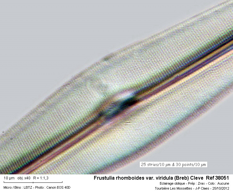 Frustulia rhomboïdes var.viridula (Breb) Cleve #29166