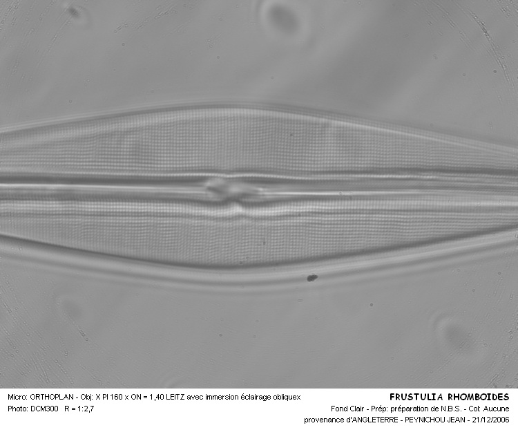 FRUSTULIA RHOMBOIDES #32060