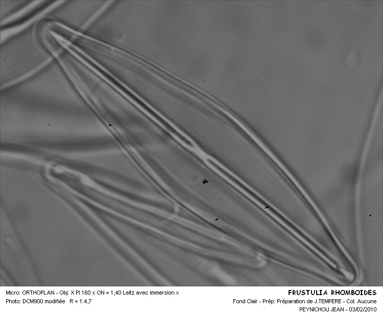 FRUSTULIA RHOMBOIDES #32059