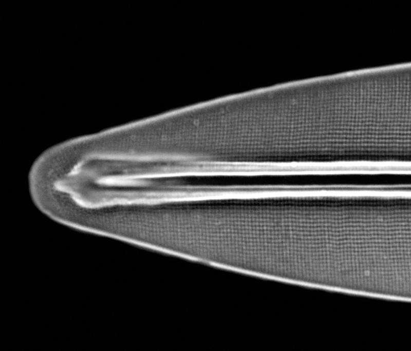Frustulia saxonica #71759