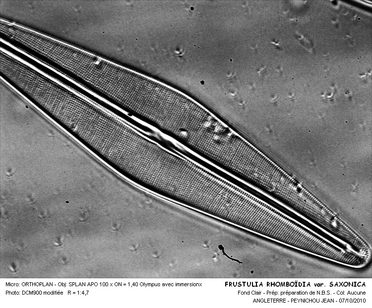 Frustulia saxonica Rabenhorst #18361