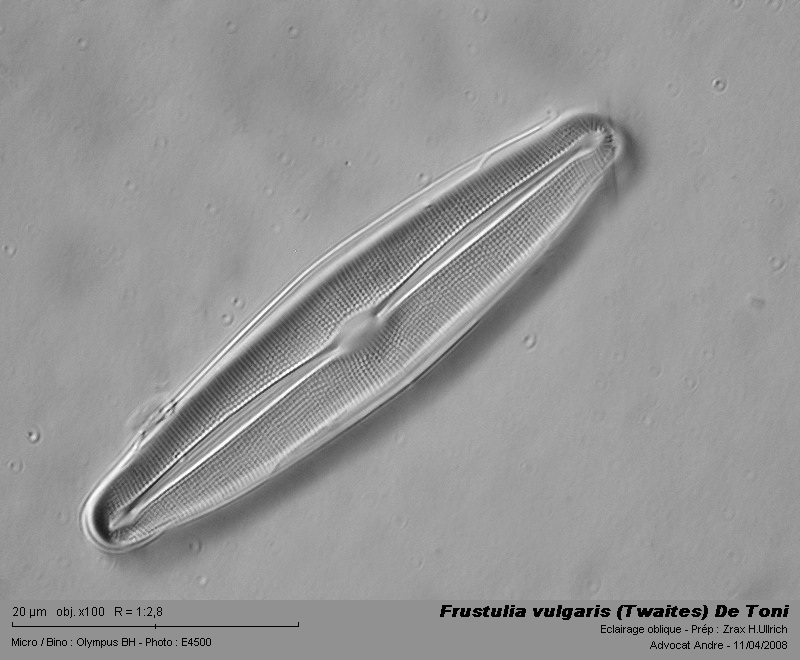 Frustulia vulgaris (Twaites) De Toni #3350