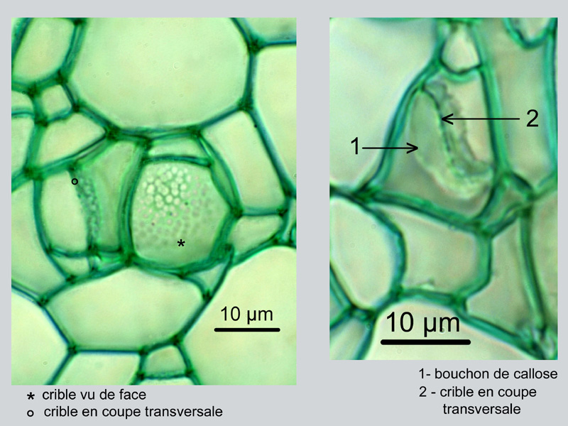Fuchsia magellanica, histologie #17918