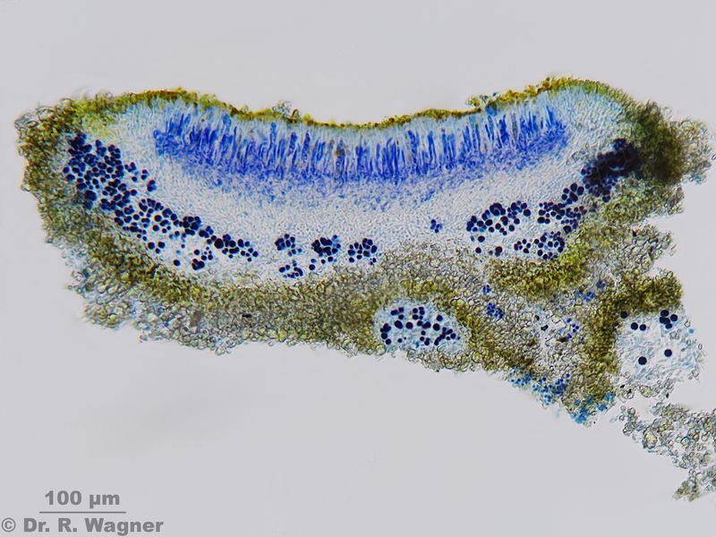 Fulgensia fulgida #26893