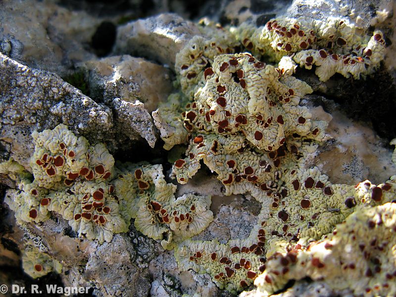 Fulgensia fulgida #26891