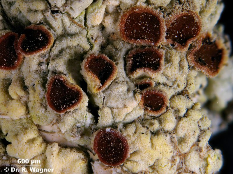 Fulgensia fulgida #26892