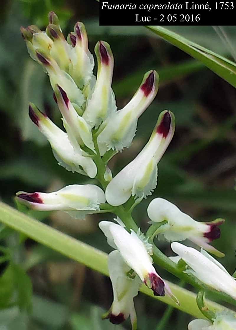 Fumaria capreolata Linné, 1753 #45705