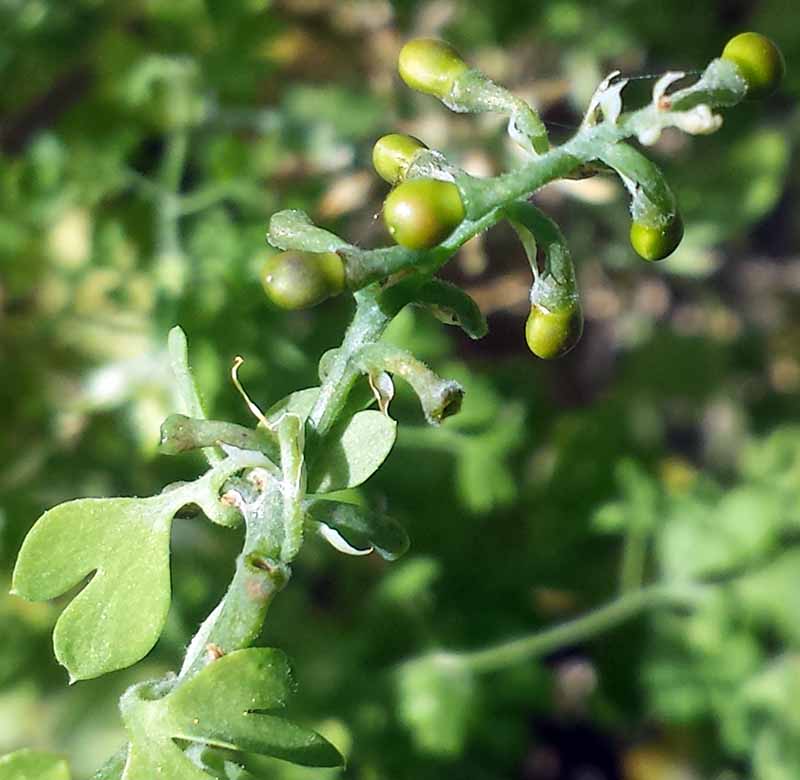 Fumaria capreolata Linné, 1753 #45702