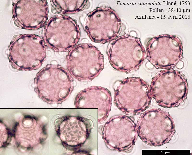 Fumaria capreolata Linné, 1753 #45704