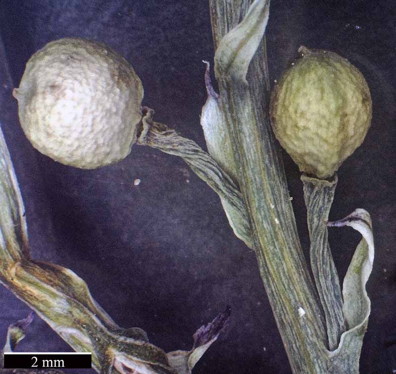 Fumaria gaillardotii #49517