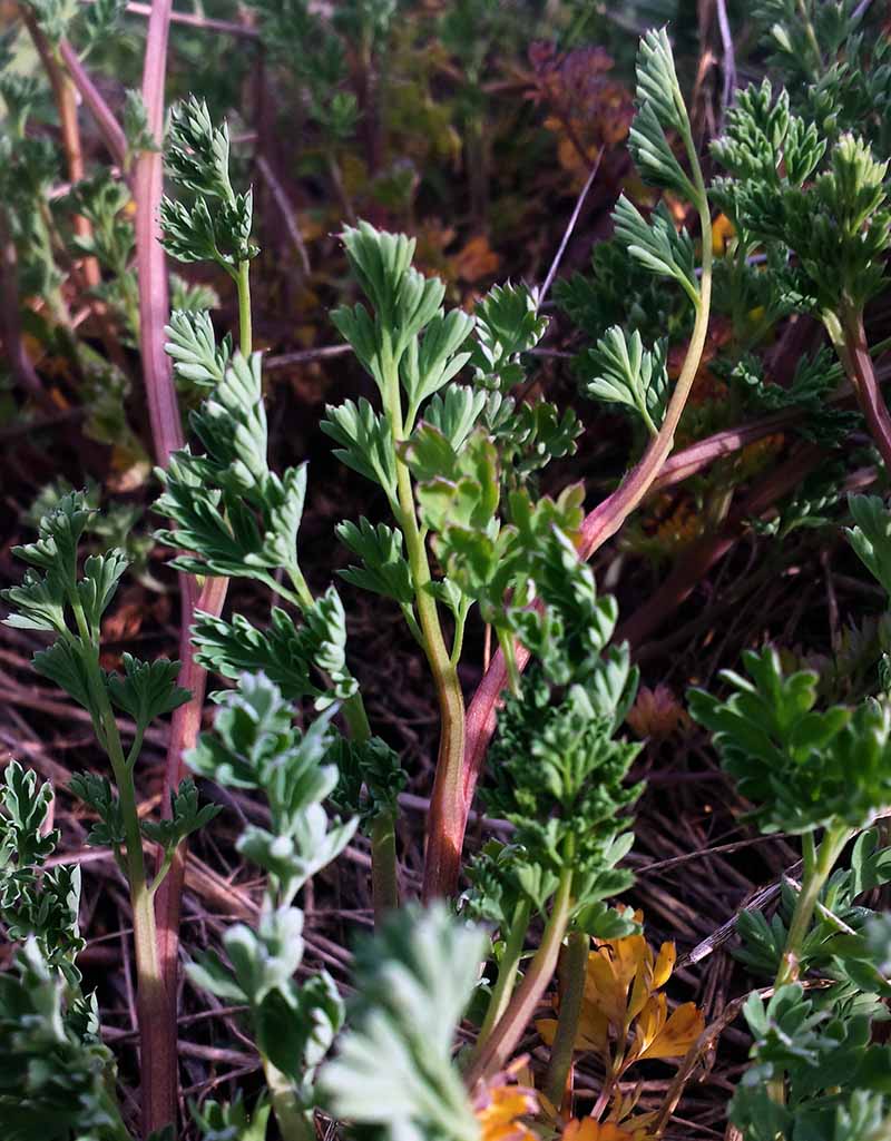 Fumaria gaillardotii #49509