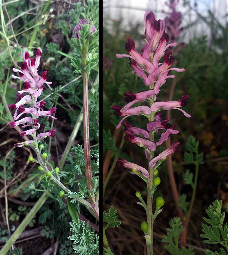 Fumaria gaillardotii #49511