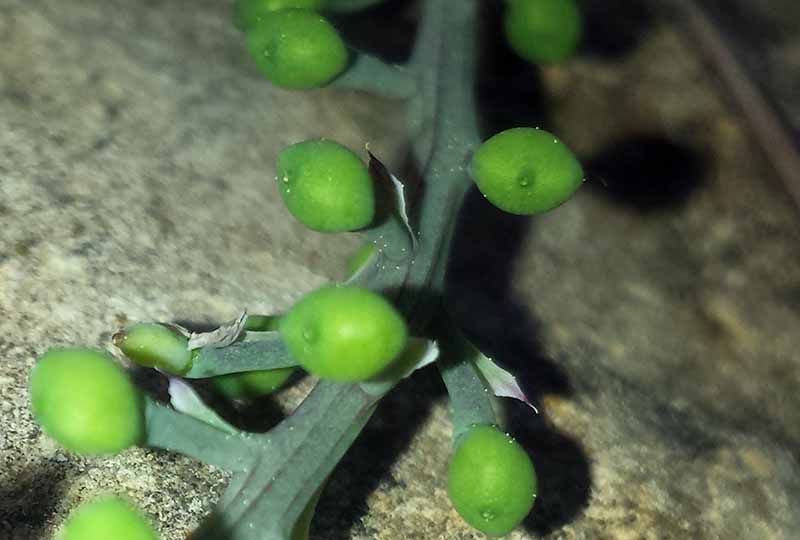 Fumaria gaillardotii #49515