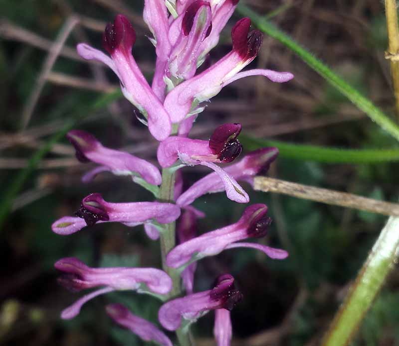 Fumaria gaillardotii #49512