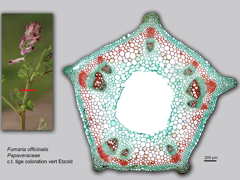 Fumaria officinalis histologie, histology. #22025